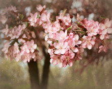 Spring Apple Blossom, Amana, IA 