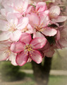 Apple Blossom #4