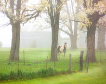 Horse in Soft Spring Shower, Southern Iowa