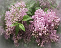 Lilacs in Soft Spring Haze