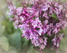 Lilacs in Soft Spring Haze #2
