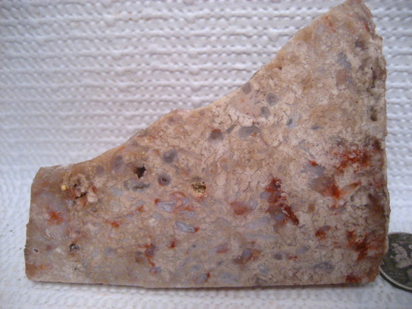 Copralite* ( Dino Dung) `