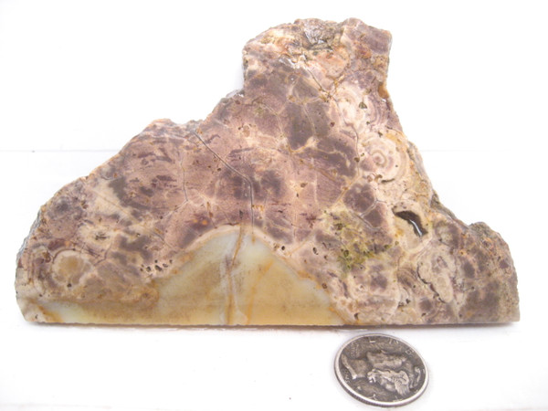 White Fir Springs Jasper'