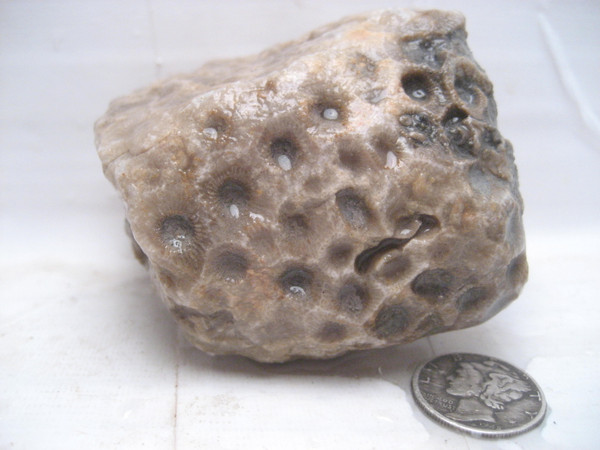 Petoskey Stone