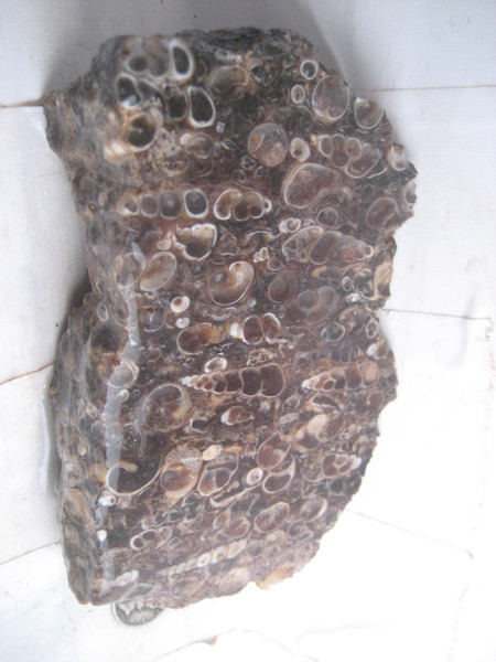 Turritella Fossil Agate~