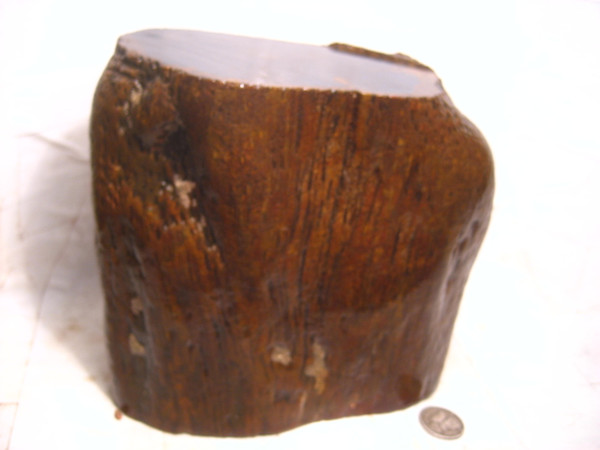 Black Petrified Palmwood'