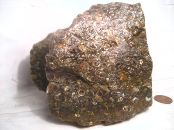 Turritella Fossil Agate