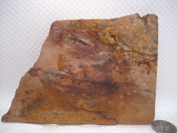 Deschutes Picture Jasper*