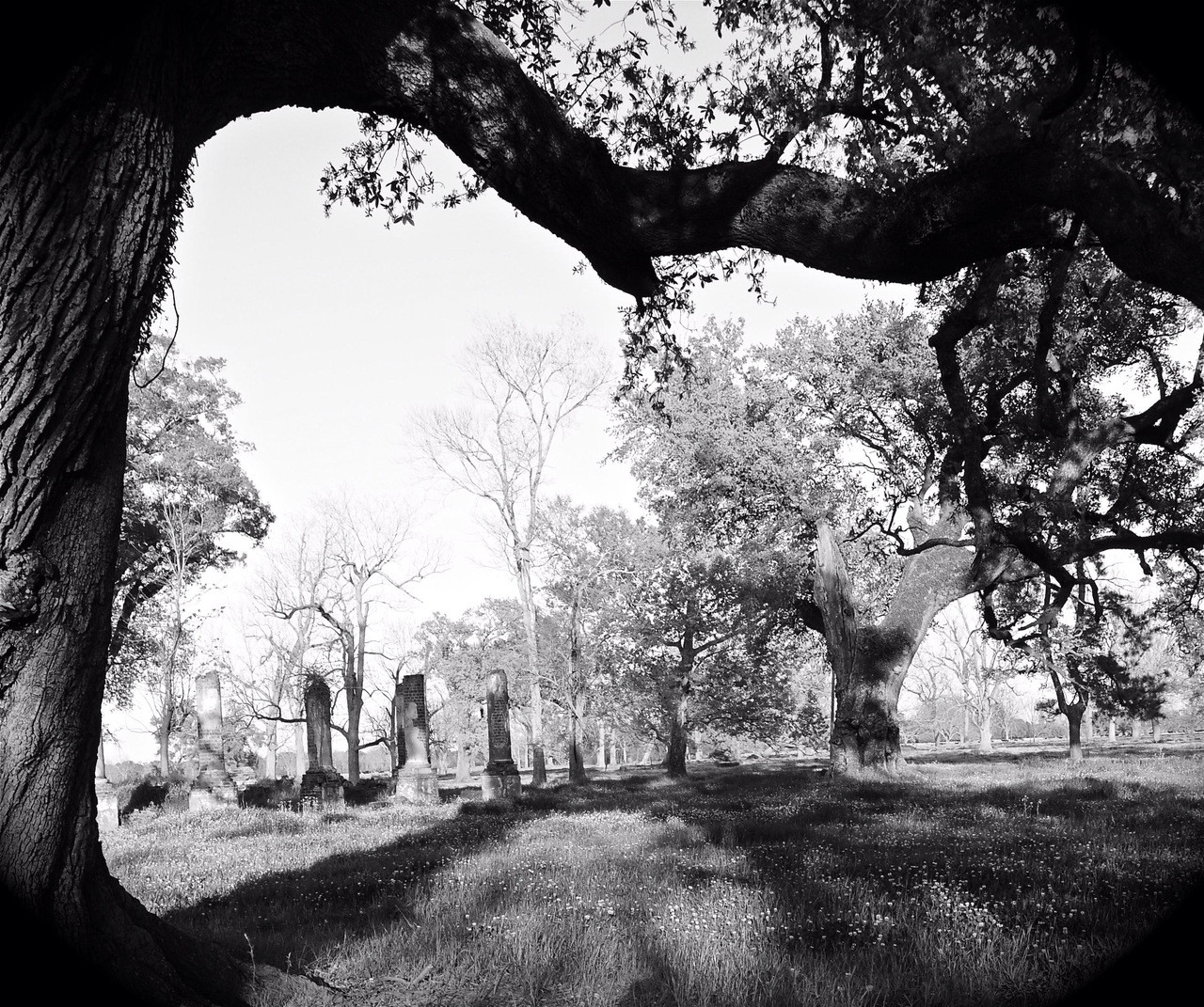 Cottage Plantation House Baton Rouge Louisiana Tree View