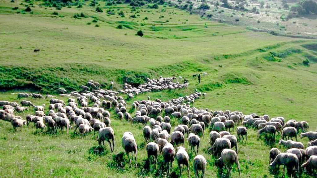 Adopt A Sheep