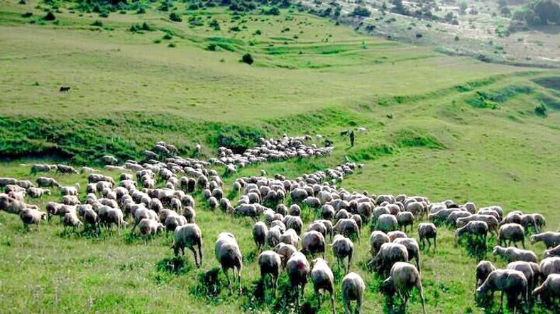 Adopt A Sheep