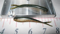Silver Fish - 3" - 4 cavity mold
