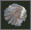 Betta Fish Beauty
