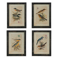 19" 4 Asst Bird Prints