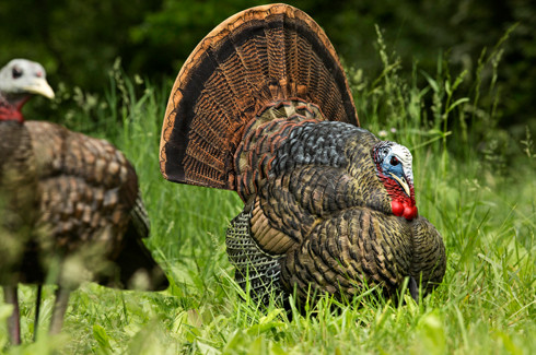 Avian X Lcd Strutter Tom Canadian Hunt Shop