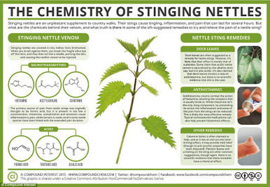 Benefits of Nettles