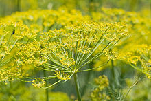 Fennel, a key ingredient in calming the tummy of gas and discomfort