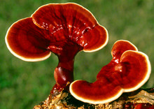 Reishi - Ganoderma lucidum