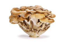 Maitake Mushrooms - Grifola frondosa