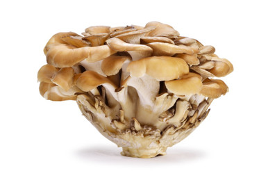 Maitake Mushrooms - Grifola frondosa