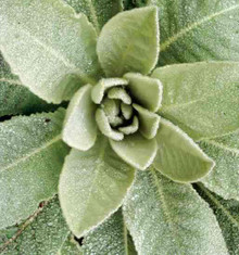Beautiful leaves of Mullein