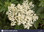 Elder Flowers