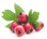 Hawthorne Berries