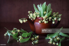 Linden Flowers and Leaves