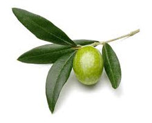 Olive Leaves