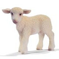 Lamb Standing