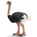 Ostrich
