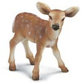 White-tailed Fawn