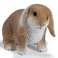 Dwarf Lop Bunny
