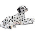 Dalmatian Lying