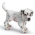 Dalmatian Puppy Standing