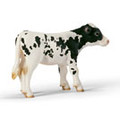 Holstein Calf