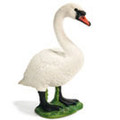 Swan