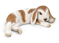 Dwarf Lop Bunny Lying