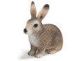 Wild Rabbit