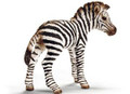 Zebra Foal