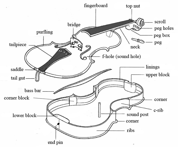 anatomy-violin.gif