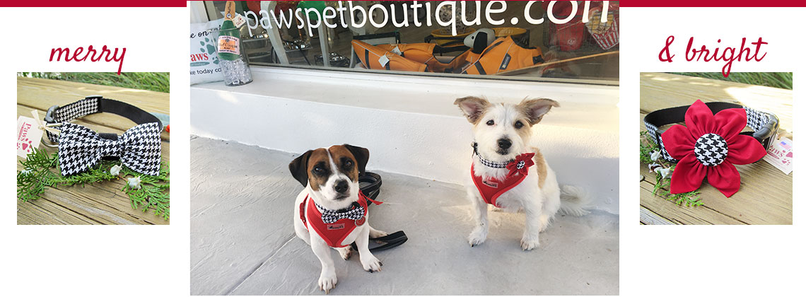 Paws Pet Boutique Naples Dog Shop Unique Dog Collars