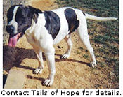 Bill Needs a Home - Contact Tails of Hope