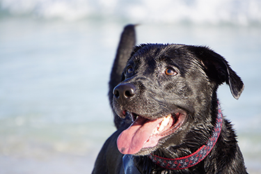 digby-pensacola-beach250.jpg