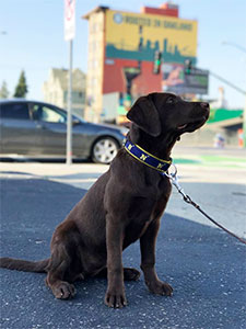 Halsey wearing Navy dog collar.