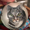 Hand-painted Cat Holiday Ornament