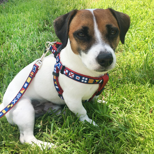 George is wearing a small nautical flag harness.