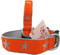 Orange Starfish Dog Collars with Silver Web