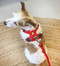 Red 2-Ring Dog Harness in size XS