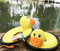 Floating Duck Dog Toys